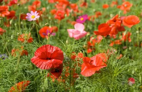 Summer meadow Stock Photos