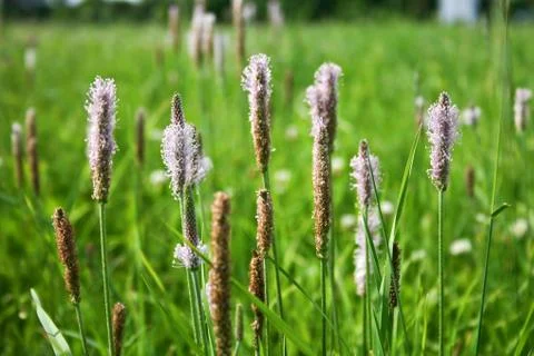 Summer meadow Stock Photos