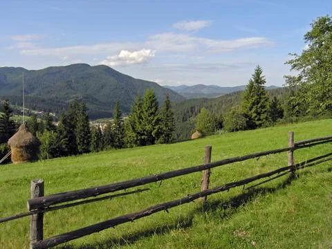 Summer meadow Stock Photos
