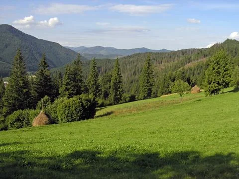 Summer meadow Stock Photos