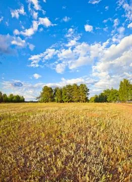 Summer meadow. Stock Photos