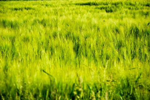 Summer meadow 库存照片