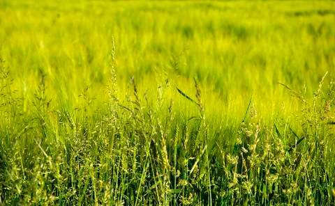 Summer meadow 写真素材