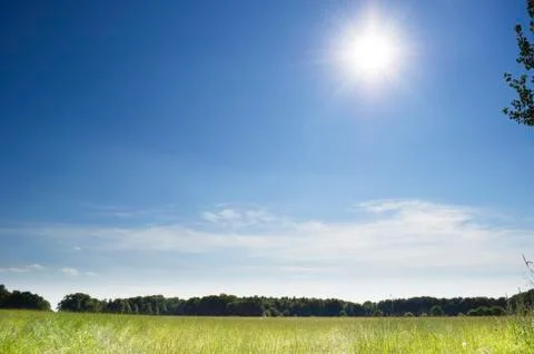Summer meadow Stock Photos