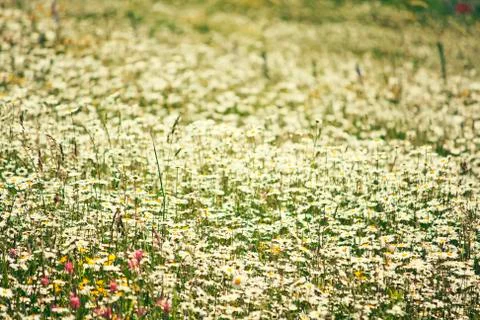 Summer meadow Stock Photos