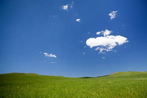 Summer meadow Stock Photos