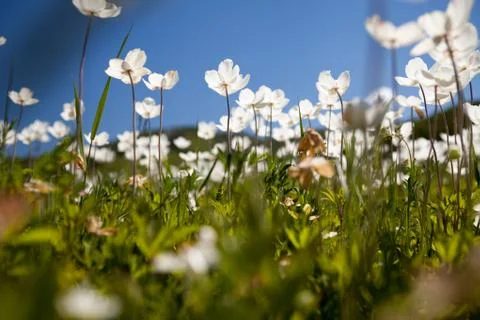 Summer meadow Stock Photos