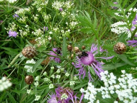 Summer meadow Stock Photos