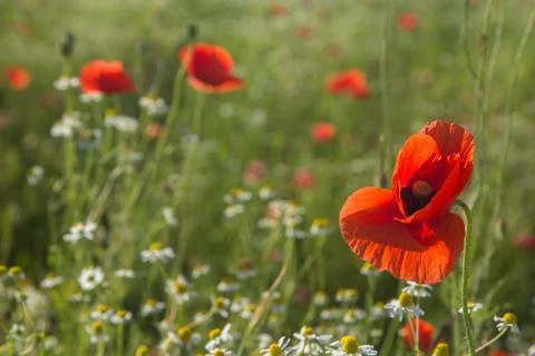 Summer meadow Stock Photos