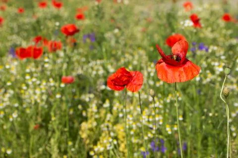 Summer meadow 스톡 사진