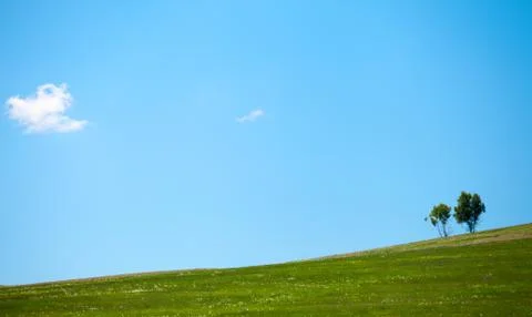 Summer meadow Stock Photos