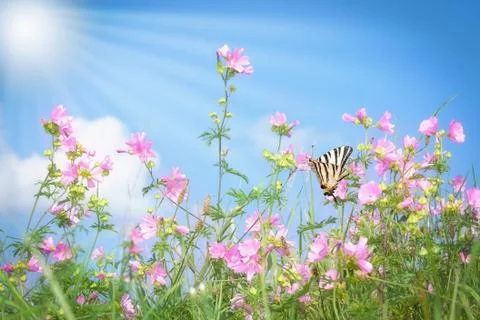 Summer meadow Stock Photos