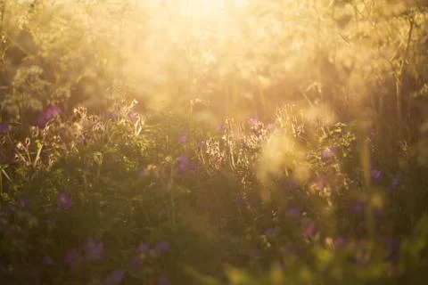 Summer meadow Stock-Fotos