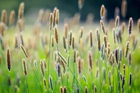 Summer meadow Stock Photos