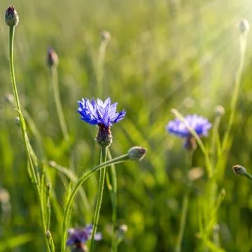 On a summer meadow Stock Photos