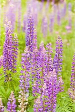 Summer meadow Stock Photos