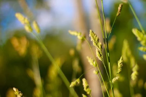 Summer meadow Stock Photos