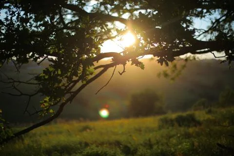 Summer meadow. Stock Photos