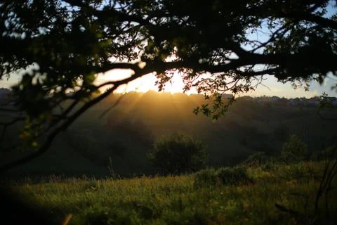 Summer meadow Stock Photos