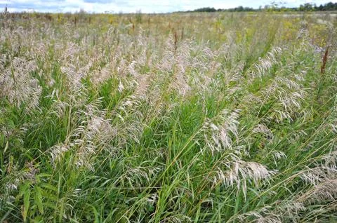 Summer meadow Stock Photos
