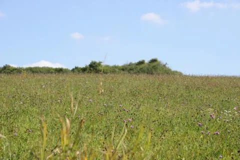 Summer meadow Stock Photos