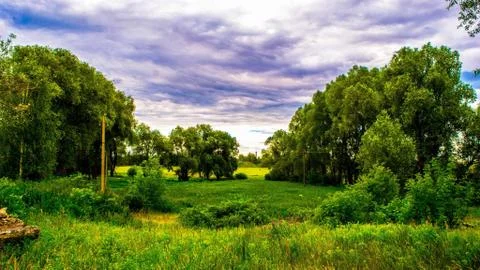 Summer meadow Stock Photos