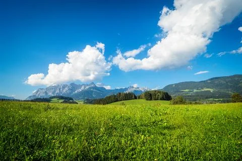 Summer Meadow Stock Photos