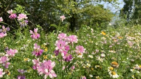 Summer Meadow Stock Photos