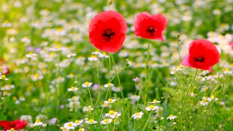 Summer Meadow with Red Poppies with Sunlight and Green Grass Stock Footage 81773807