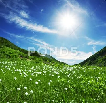 Summer meadow in sunny weather Stock Photos