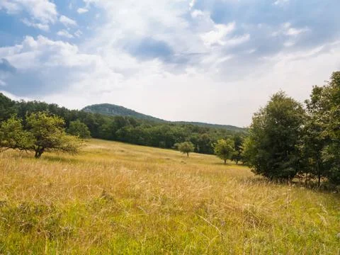 Summer meadow surrounded by forest Stock Photos