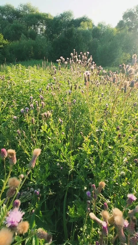 Summer meadow with wild blooming creeping thistle plants moving in the wind. Stock Footage 343677557