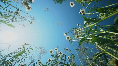 Summer meadow, wildflowers and herbs shot from the bottom Stock Footage