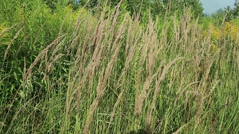Summer meadow, yellow grass, wind Stock Footage 159440221
