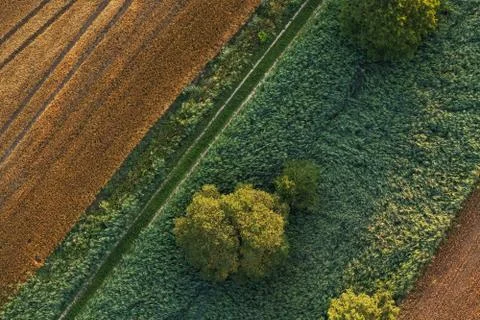 Summer meadows, trees and fields from above Stock Photos