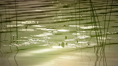 Summer meditation Stock Footage 208131112