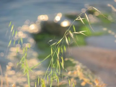 Summer mood Stock Photos
