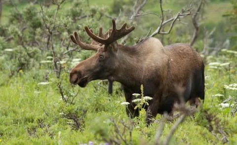 Summer moose Stock Photos