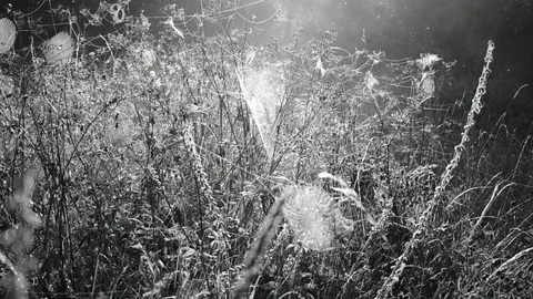Summer morning Stock Footage 116471236