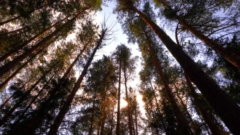 Summer morning in the forest. Sun rays break through the foliage of magnificent Stock Footage 158737105