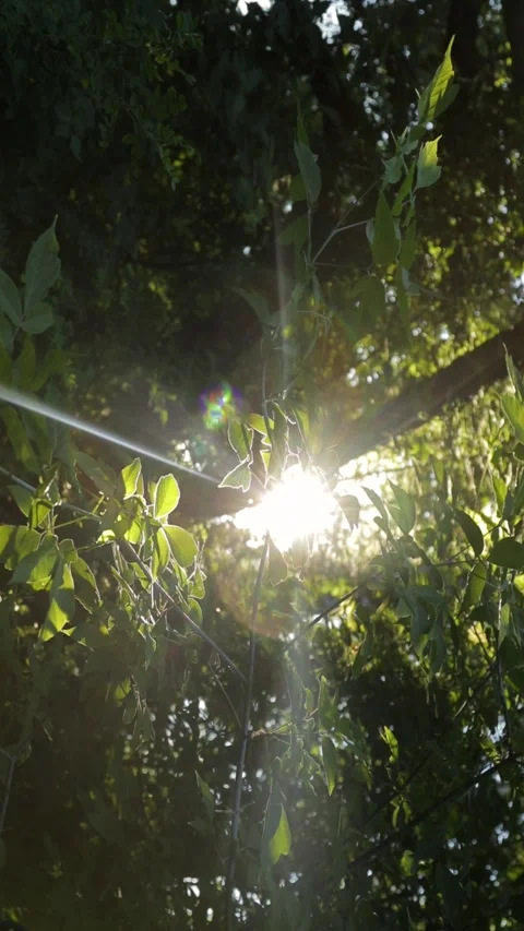 Summer morning in the forest. Sun rays break through the foliage of green tree. Stock Footage 270938679