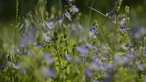 Summer morning in a grass field Stock Footage 49686972