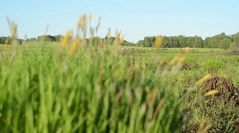 Summer morning in a grass field Stock Footage 49687628