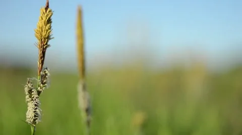 Summer morning in a grass field Stock Footage 49687662