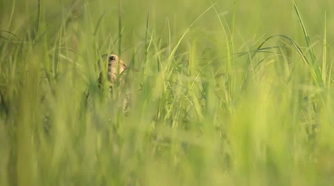 Summer morning in a grass field Stock Footage 49687749