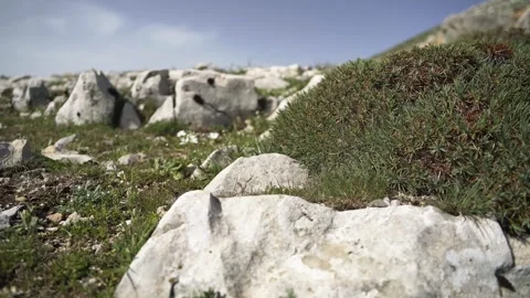 Summer moss covers rocky ground with damp stones, green texture, and soft light Stock Footage 339412643
