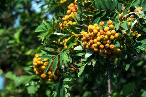 Summer mountain ash Stockfoto's