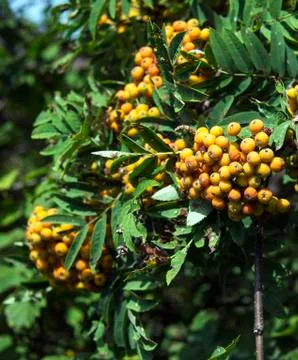 Summer mountain ash Stock Photos