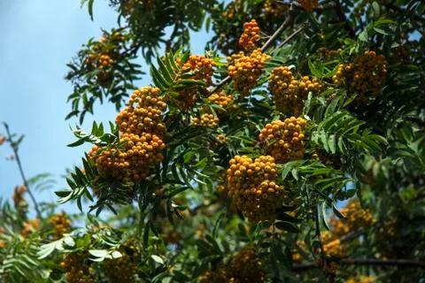 Summer mountain ash Stock Photos