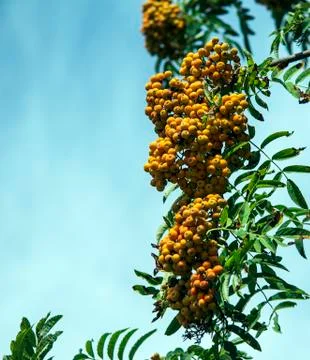 Summer mountain ash Stock Photos